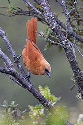 Rufous Wren, Montaña del Oso, Cundinamarca, Colombia, April 2012 - click for larger image