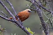 Rufous Wren, Montaña del Oso, Cundinamarca, Colombia, April 2012 - click for larger image