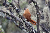 Rufous Wren, Montaña del Oso, Cundinamarca, Colombia, April 2012 - click for larger image