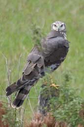 Long-winged Harrier, Rio Grande do Sul, Brazil, August 2004 - click for larger image