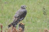 Long-winged Harrier, Rio Grande do Sul, Brazil, August 2004 - click for larger image