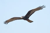 Long-winged Harrier, Rio Grande do Sul, Brazil, August 2004 - click for larger image