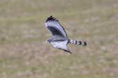 Long-winged Harrier, Rio Grande do Sul, Brazil, August 2004 - click for larger image