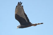 Long-winged Harrier, Rio Grande do Sul, Brazil, August 2004 - click for larger image