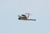 Long-winged Harrier, Rio Grande do Sul, Brazil, August 2004 - click for larger image