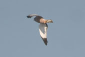 Male Cinereous Harrier, Taim, Rio Grande do Sul, Brazil, August 2004 - click for larger image