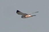 Male Cinereous Harrier, Taim, Rio Grande do Sul, Brazil, August 2004 - click for larger image