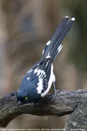 Magpie Tanager, Parque de Zizo, São Paulo, Brazil, November 2006 - click for larger image