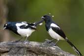 Adult and juvenile Magpie Tanager, Parque de Zizo, São Paulo, Brazil, November 2006 - click for larger image