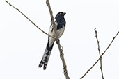  Magpie Tanager, Santuaria do Caraca, Minas Gerais, Brazil, October 2022 - click for larger image