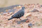 Male Blue Ground-dove, Carajás, Pará, Brazil, October 2005 - click for larger image