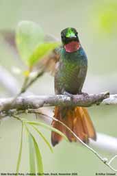 Male Brazilian Ruby, Folha Seca, Ubatuba, São Paulo, Brazil, November 2006 - click for larger image