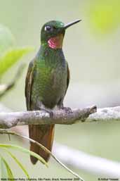 Male Brazilian Ruby, Folha Seca, Ubatuba, São Paulo, Brazil, November 2006 - click for larger image