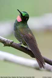 Male Brazilian Ruby, Folha Seca, Ubatuba, São Paulo, Brazil, November 2006 - click for larger image