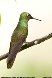 Male Brazilian Ruby, Folha Seca, Ubatuba, São Paulo, Brazil, November 2006 - click for larger image