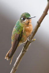 Immature female Brazilian Ruby, Itatiaia, Rio de Janeiro, Brazil, November 2008 - click for larger image