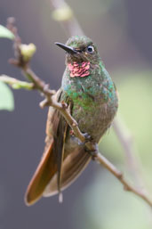 Immature male Brazilian Ruby, Itatiaia, Rio de Janeiro, Brazil, November 2008 - click for larger image