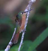 Female-plumaged Brazilian Ruby, Boa Nova, Bahia, Brazil, July 2002 - click for larger image