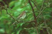 Fuscous Flycatcher, rio São Francisco, Minas Gerais, Brazil, February 2002 - click for larger image