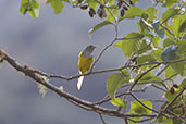 Grey-hooded Bush Tanager, Guango Lodge, Napo, Ecuador, November 2019 - click on image for a larger view