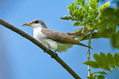 Yellow-billed Cuckoo, La Virginia, Risaralda, Colombia, April 2012 - click for larger image