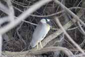 Boat-billed Heron, Pixaim River, Pantanal, Mato Grosso, Brazil, December 2006 - click for larger image