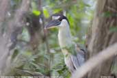 Boat-billed Heron, Pixaim River, Pantanal, Mato Grosso, Brazil, December 2006 - click for larger image