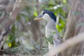 Boat-billed Heron, Pixaim River, Pantanal, Mato Grosso, Brazil, December 2006 - click for larger image