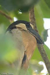 Boat-billed Heron, Cuero y Salado, Honduras, March 2015 - click for larger image