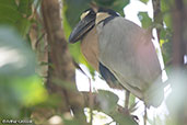 Boat-billed Heron, Cuero y Salado, Honduras, March 2015 - click for larger image