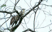 Dark-billed Cuckoo, Roraima, Brazil, July 2001 - click for larger image