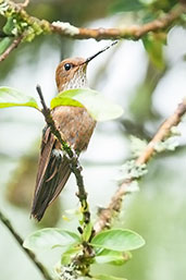 Bronzy Inca, Otún-Quimbaya, Risaralda, Colombia, April 2012 - click for larger image