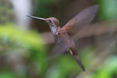 Bronzy Inca, Huembo Reserve, Amazonas, Peru, October 2018 - click for larger image