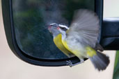 Bananaquit, Serra de Baturité, Ceará, Brazil, October 2008 - click for larger image