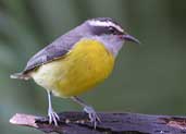 Bananaquit, Ubatuba, São Paulo, Brazil, August 2002 - click for larger image