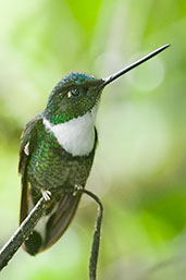 Collared Inca, Rio Blanco, Caldas, Colombia, April 2012 - click for larger image