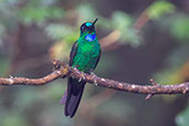 Buff-winged Starfrontlet, Yanacocha, Pichincha, Ecuador, November 2019 - click for larger image