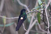 Buff-winged Starfrontlet, Yanacocha, Pichincha, Ecuador, November 2019 - click for larger image