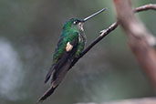 Buff-winged Starfrontlet, Yanacocha, Pichincha, Ecuador, November 2019 - click for larger image