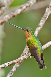 Female White-tailed Starfrontlet, Santa Marta Mountains, Magdalena, Colombia, April 2012 - click for larger image