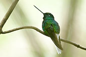 Male White-tailed Starfrontlet, Santa Marta Mountains, Magdalena, Colombia, April 2012 - click for larger image