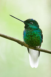 Male White-tailed Starfrontlet, Santa Marta Mountains, Magdalena, Colombia, April 2012 - click for larger image