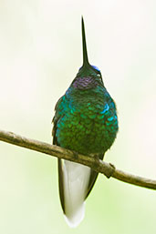 Male White-tailed Starfrontlet, Santa Marta Mountains, Magdalena, Colombia, April 2012 - click for larger image