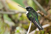 Collared Inca, Rio Blanco, Caldas, Colombia, April 2012 - click for larger image