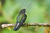 Collared Inca, Cerro Montezuma, Tatamá, Risaralda, Colombia, April 2012 - click for larger image