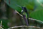 Collared Inca, Abra Patricia, Amazonas, Peru, October 2018 - click for larger image