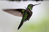 Collared Inca, Bellavista Reserve, Pichincha, Ecuador, November 2019 - click for larger image