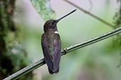 Collared Inca, Setimo Paraiso, Pichincha, Ecuador, November 2019 - click for larger image