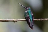 Collared Inca, Guango Lodge, Napo, Ecuador, November 2019 - click for larger image