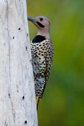 Male Northern Flicker, Soplillar, Zapata Swamp, Cuba, February 2005 - click on image for a larger view